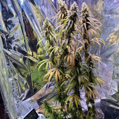 Preenseeds 2 geração  growlog timeline photo