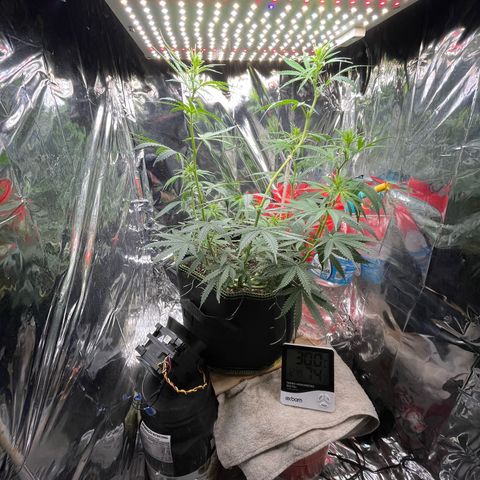 Preenseeds 2 geração  growlog timeline photo