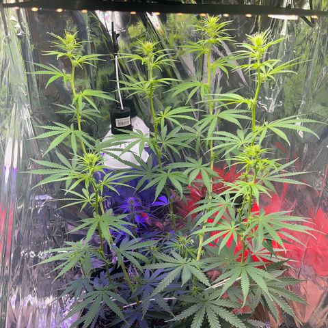 Preenseeds 2 geração  growlog timeline photo