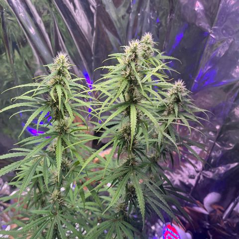 Preenseeds 2 geração  growlog timeline photo