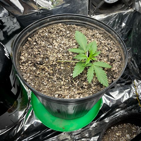 Preenseeds 2 geração  growlog timeline photo