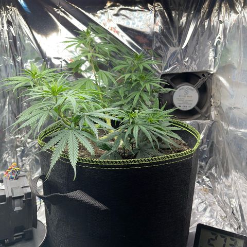 Preenseeds 2 geração  growlog timeline photo