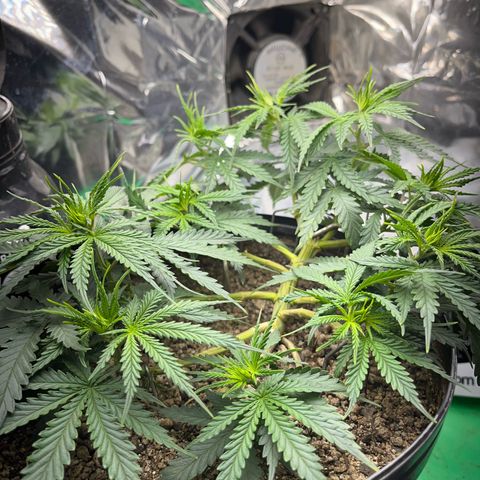 Preenseeds 2 geração  growlog timeline photo