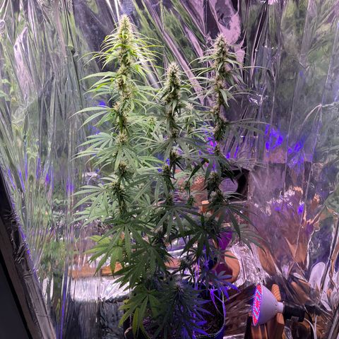 Preenseeds 2 geração  growlog timeline photo