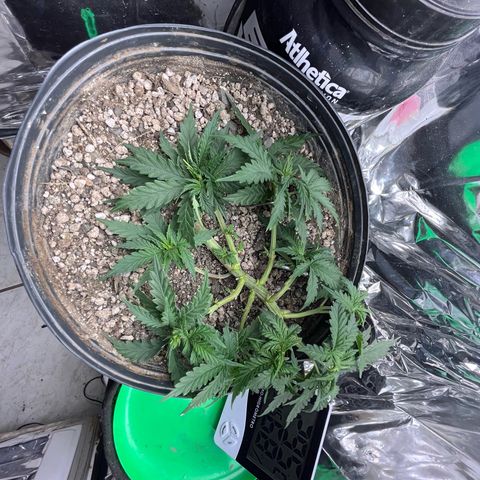 Preenseeds 2 geração  growlog timeline photo