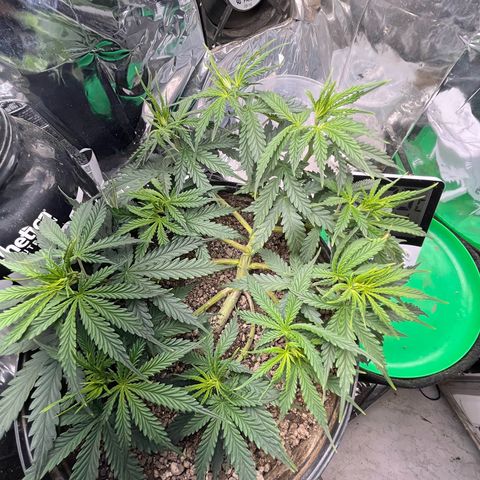 Preenseeds 2 geração  growlog timeline photo