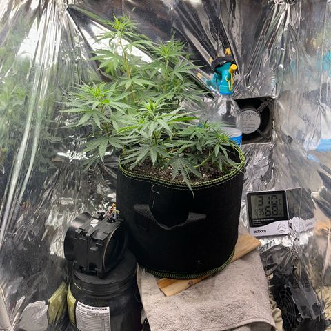 Preenseeds 2 geração  growlog timeline photo