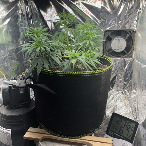 Preenseeds 2 geração  growlog timeline photo