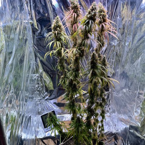 Preenseeds 2 geração  growlog timeline photo