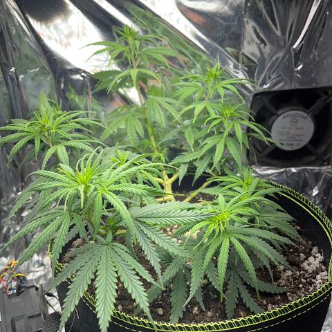 Preenseeds 2 geração  growlog timeline photo