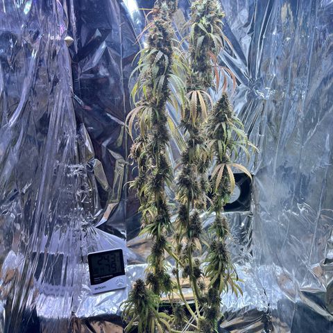 Preenseeds 2 geração  growlog timeline photo