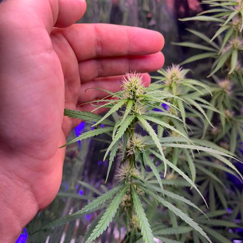 Preenseeds 2 geração  growlog timeline photo