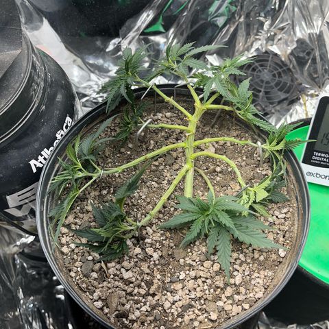 Preenseeds 2 geração  growlog timeline photo