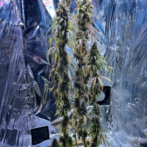 Preenseeds 2 geração  growlog timeline photo