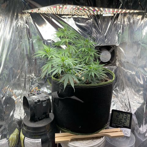 Preenseeds 2 geração  growlog timeline photo