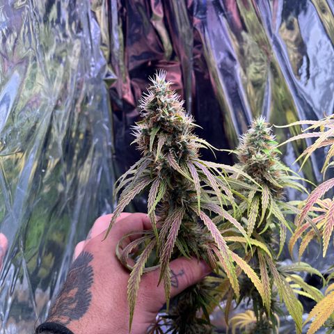 Preenseeds 2 geração  growlog timeline photo