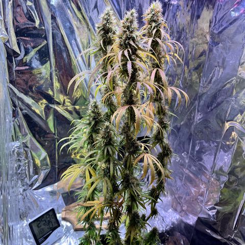 Preenseeds 2 geração  growlog timeline photo