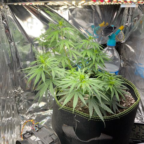Preenseeds 2 geração  growlog timeline photo