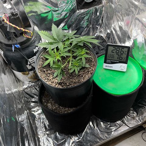 Preenseeds 2 geração  growlog timeline photo