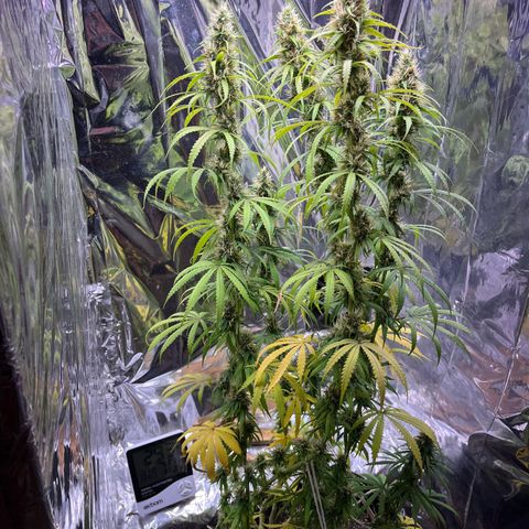 Preenseeds 2 geração  growlog timeline photo
