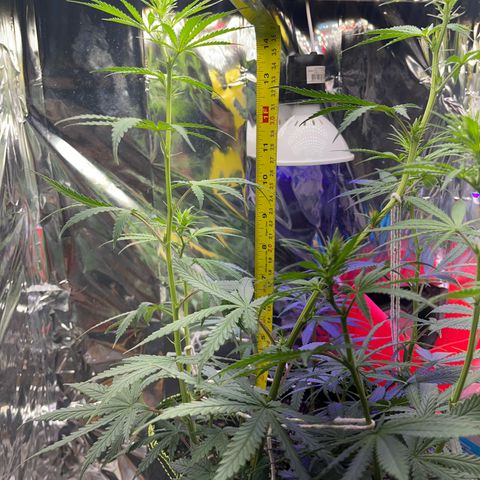 Preenseeds 2 geração  growlog timeline photo