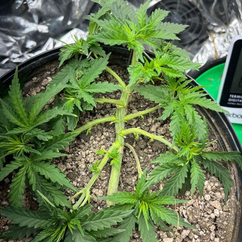 Preenseeds 2 geração  growlog timeline photo