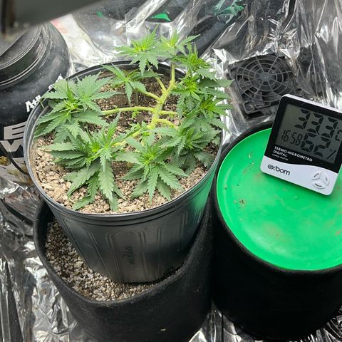 Preenseeds 2 geração  growlog timeline photo