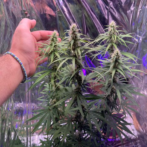 Preenseeds 2 geração  growlog timeline photo
