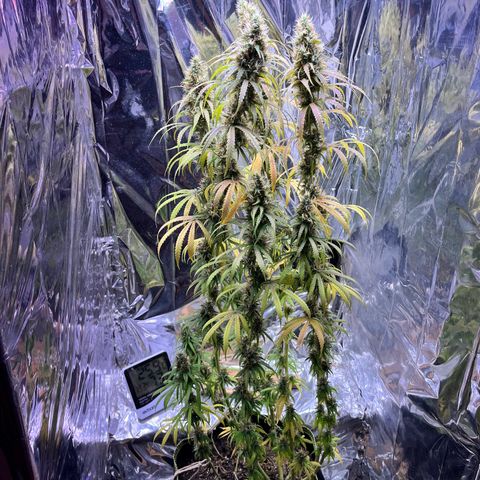 Preenseeds 2 geração  growlog timeline photo