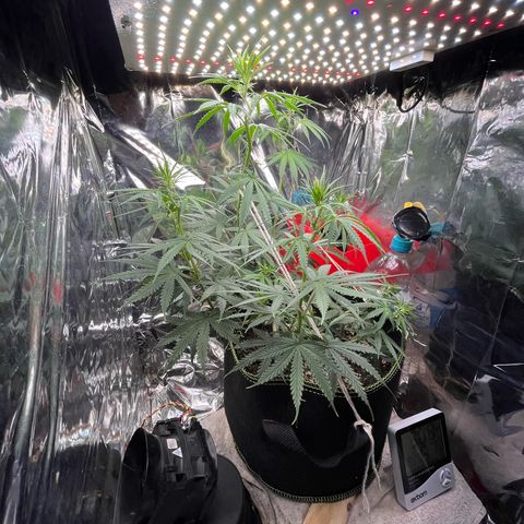 Preenseeds 2 geração  growlog timeline photo