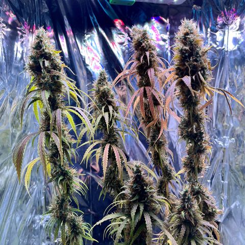 Preenseeds 2 geração  growlog timeline photo