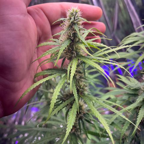 Preenseeds 2 geração  growlog timeline photo