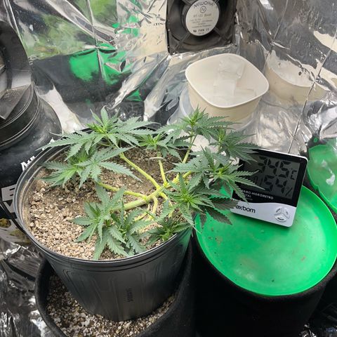 Preenseeds 2 geração  growlog timeline photo