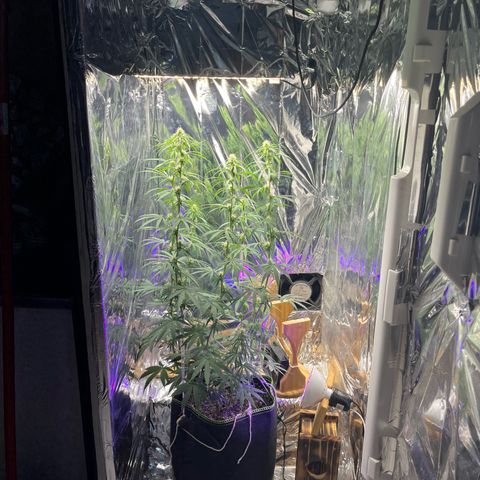 Preenseeds 2 geração  growlog timeline photo