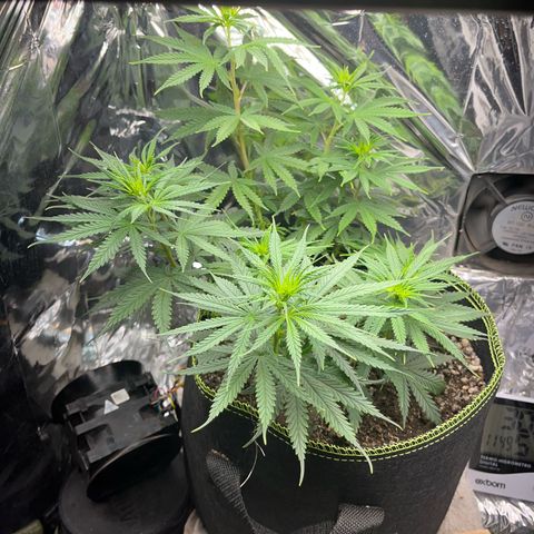 Preenseeds 2 geração  growlog timeline photo