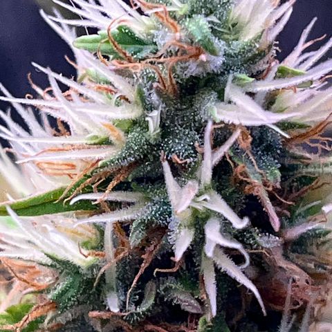 Preenseeds 2 geração  growlog timeline photo