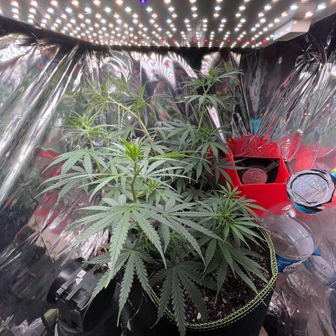 Preenseeds 2 geração  growlog timeline photo