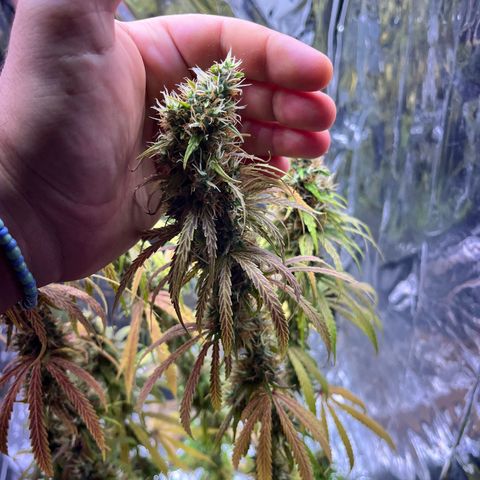 Preenseeds 2 geração  growlog timeline photo