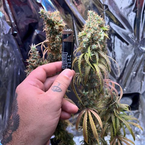 Preenseeds 2 geração  growlog timeline photo