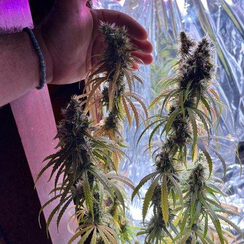 Preenseeds 2 geração  growlog timeline photo