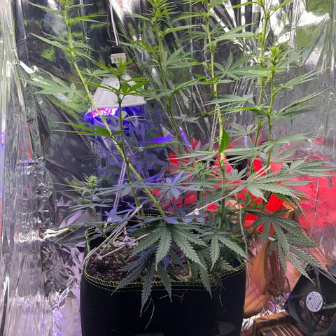 Preenseeds 2 geração  growlog timeline photo
