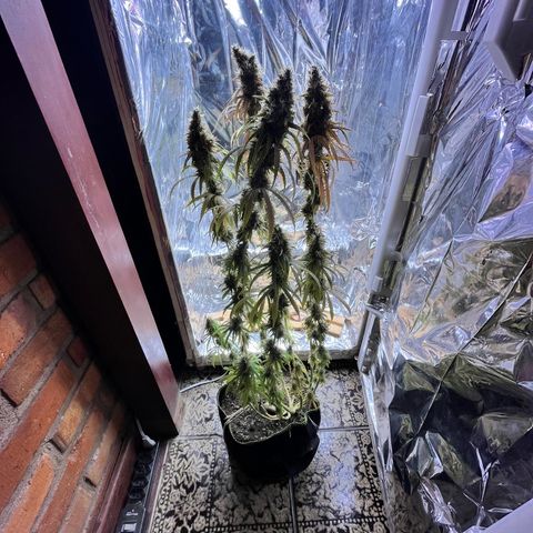 Preenseeds 2 geração  growlog timeline photo