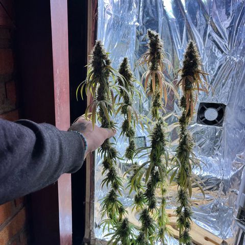 Preenseeds 2 geração  growlog timeline photo