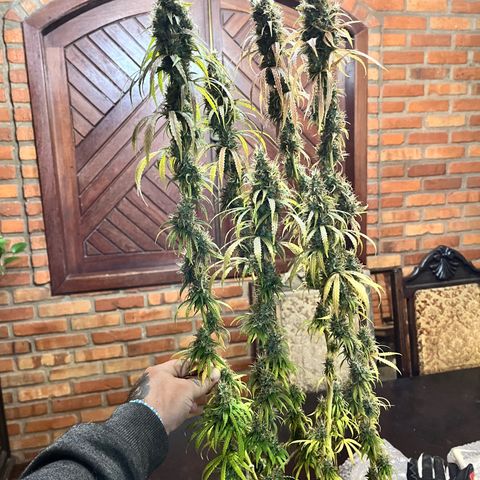 Preenseeds 2 geração  growlog timeline photo