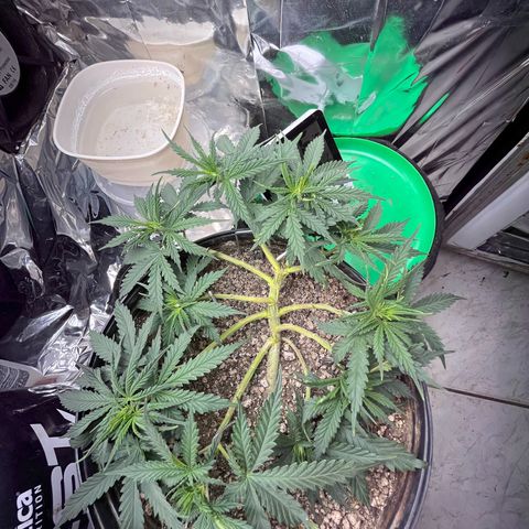 Preenseeds 2 geração  growlog timeline photo