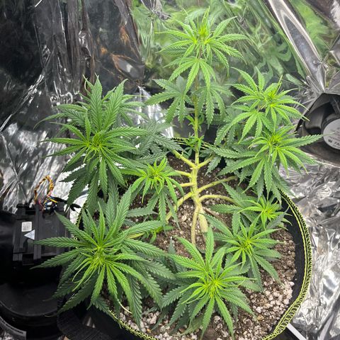 Preenseeds 2 geração  growlog timeline photo