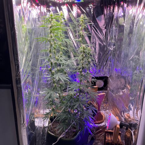 Preenseeds 2 geração  growlog timeline photo