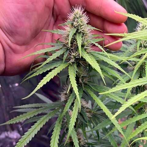 Preenseeds 2 geração  growlog timeline photo
