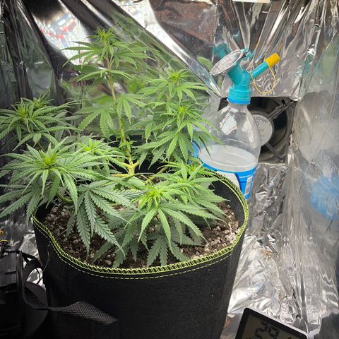 Preenseeds 2 geração  growlog timeline photo