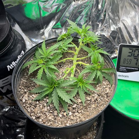 Preenseeds 2 geração  growlog timeline photo